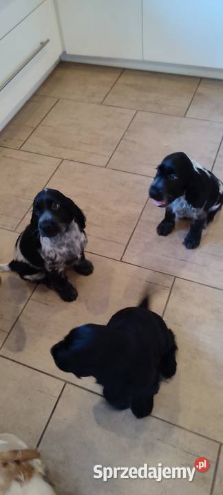 Piękne szczenięta Cocker spaniel angielski podlaskie Siemiatycze