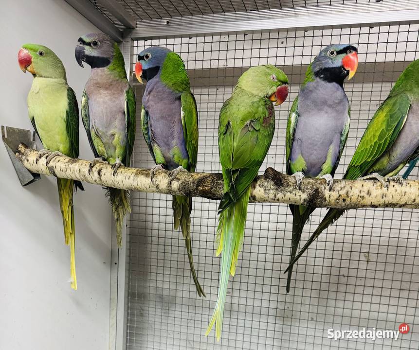 Papuga Papugi Aleksandretty Aleksandretta sprzedam
