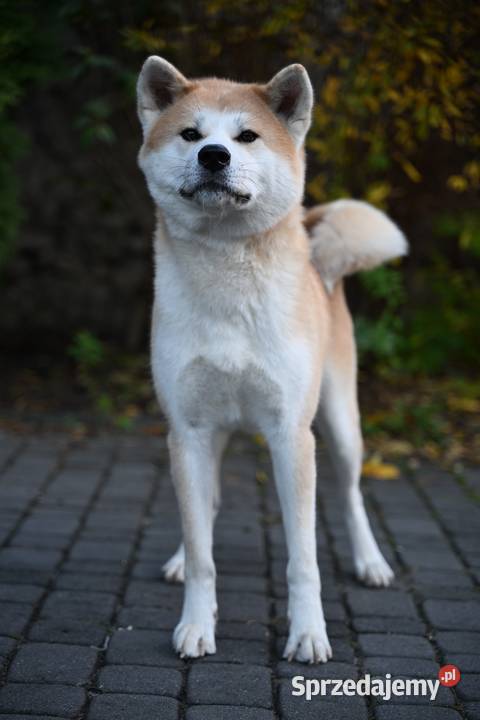 Akita inu akita japońska samiec Championie Częstochowa