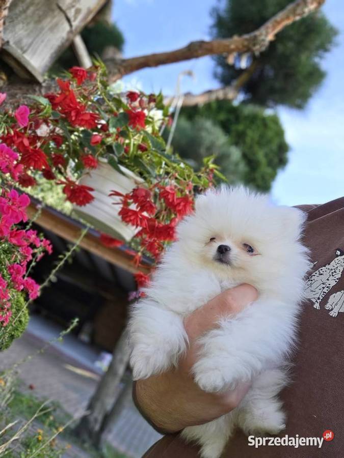 Szpic miniaturowy pomeranian zwkp fci szczeniaki mazowieckie