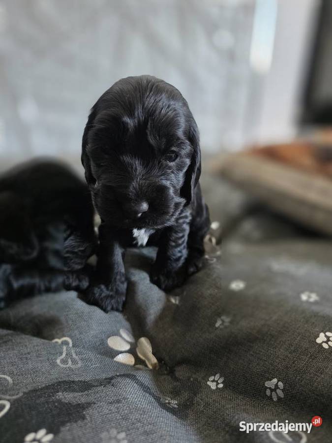 Cocker spaniel angielski pieski i sunie