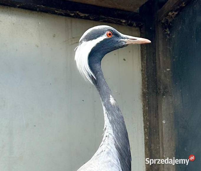 Żuraw stepowy grus virgo samiec samica para warmińsko-mazurskie Olsztyn