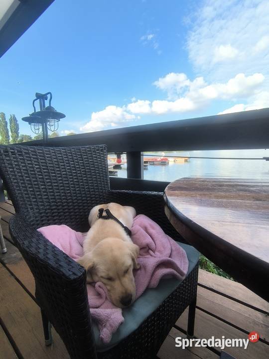 Labrador retriever Labrador Zwierzęta Łódź sprzedam