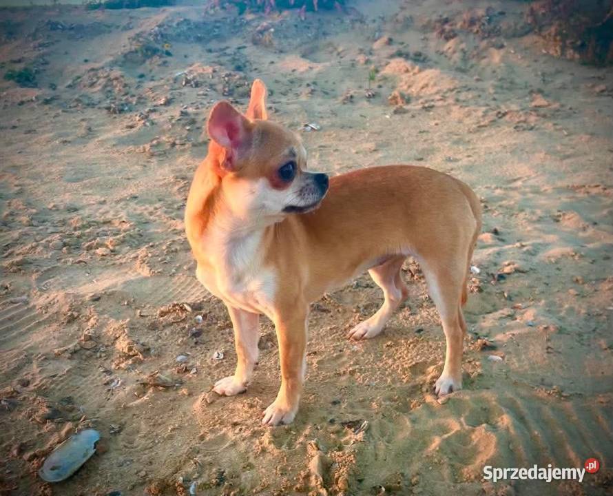 Chihuahua suczka ZKwP Raczyce