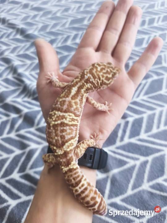 Terrarium z wyposażeniem full 4 Gekony Terrarystyka małopolskie Kalwaria Zebrzydowska sprzedam