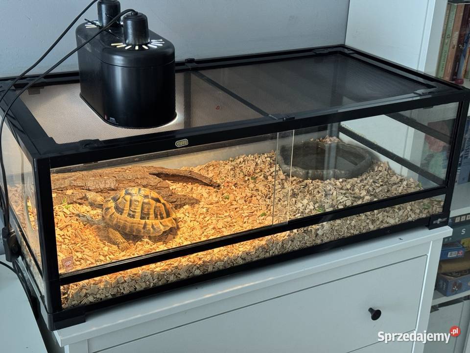 Żółw Grecki Terrarium