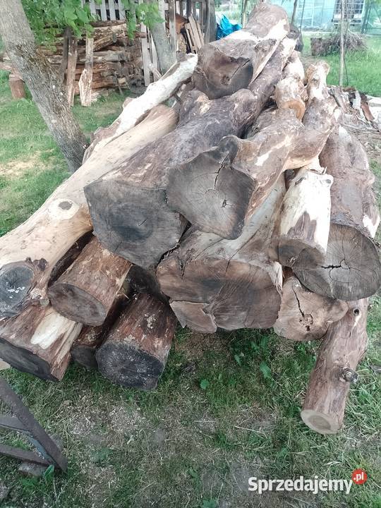 Sprzedam kłody orzecha włoskiego okorowane Uchanie