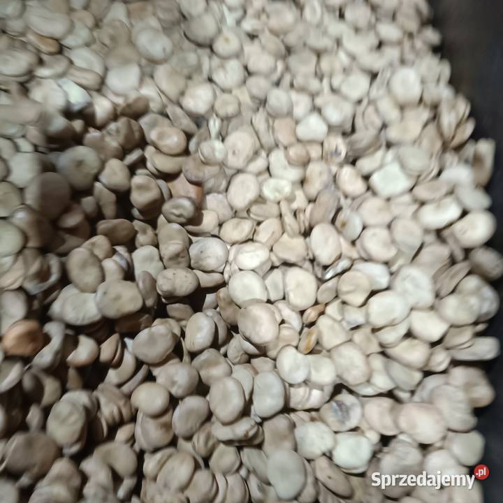 Sprzedam bób odmiany Dragon łódzkie Kutno