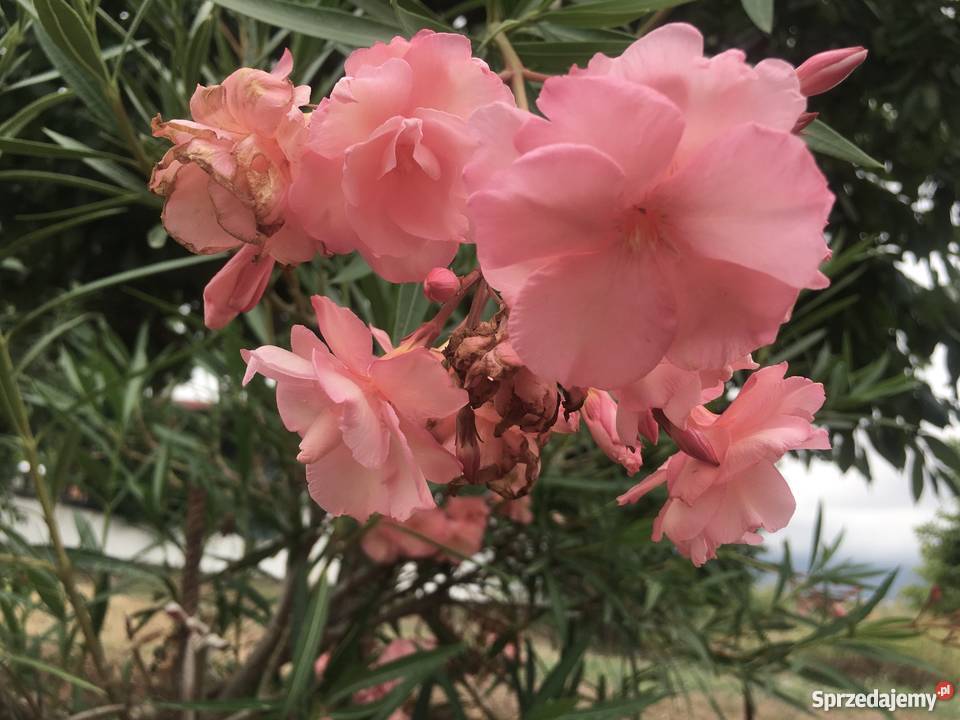 Żółty oleander Szczepki Dom i Ogród Brzeźnica