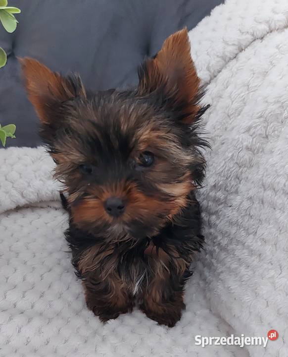 Piękny piesek yorkshire terrier Brzeg Dolny
