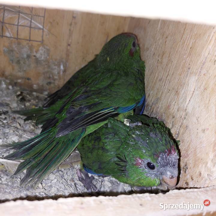 Sprzedam papugi sprzedam