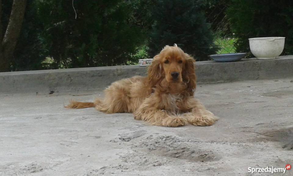 sprzedam spaniela Płońsk