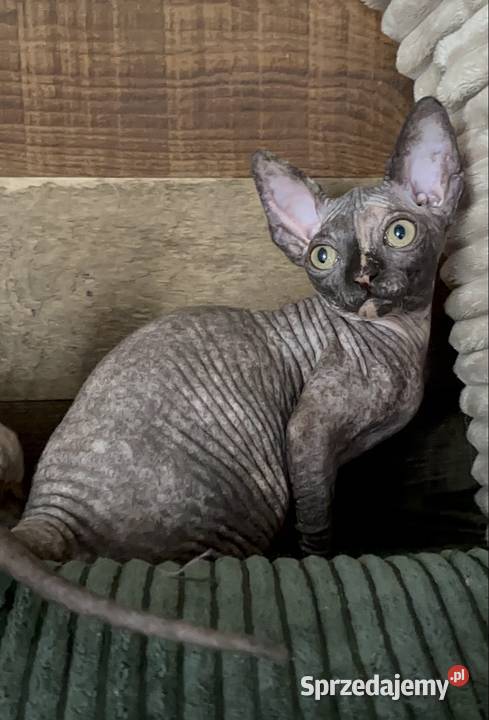 Kotka sfinks kanadyjski FPL legalna hodowla Sfinks Opole