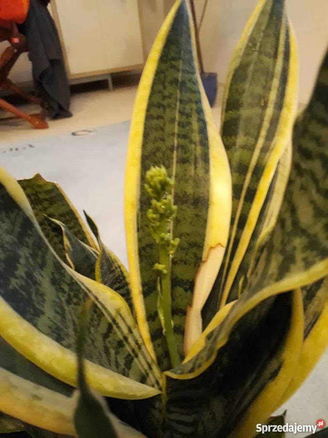 Roślina doniczkowa domowa Sanseviera kwitnąca Poznań