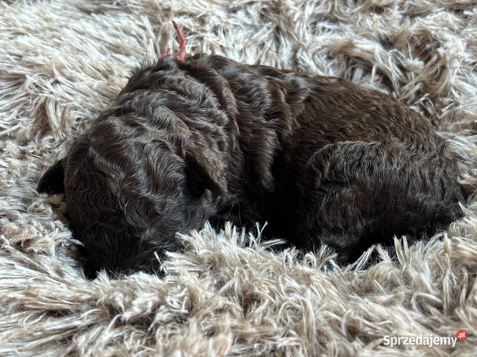 Hiszpański Pies Dowodny Szczenięta Porąbka