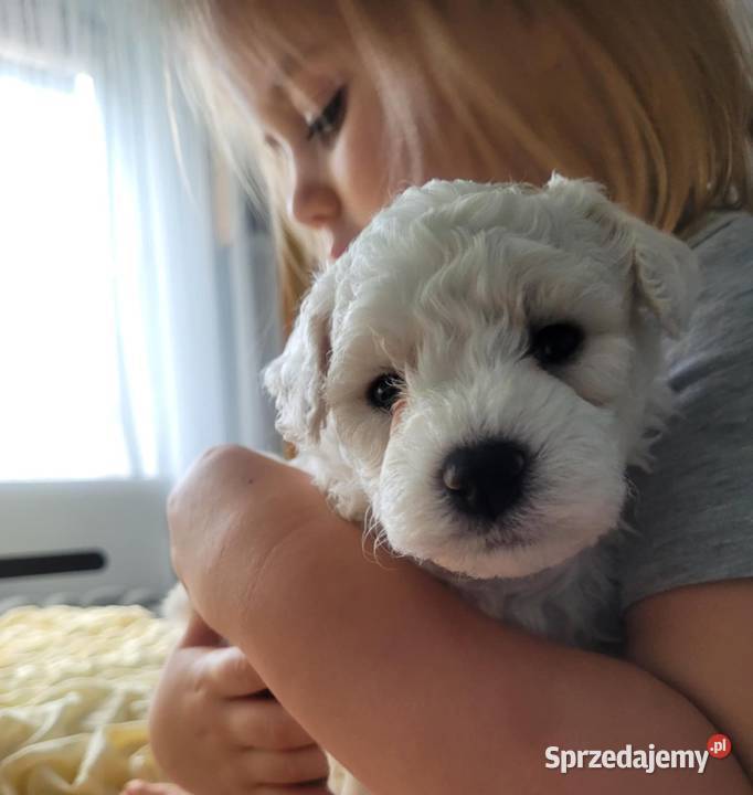 szczeniak bichon frise Bydgoszcz