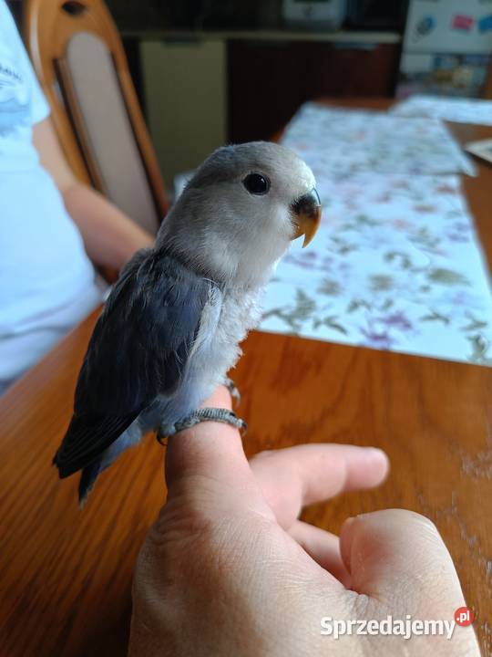 Papuga nierozłączka Limanowa