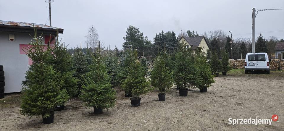 Choinki z korzeniami w donicach Warzywniki i zielniki Brzóza sprzedam