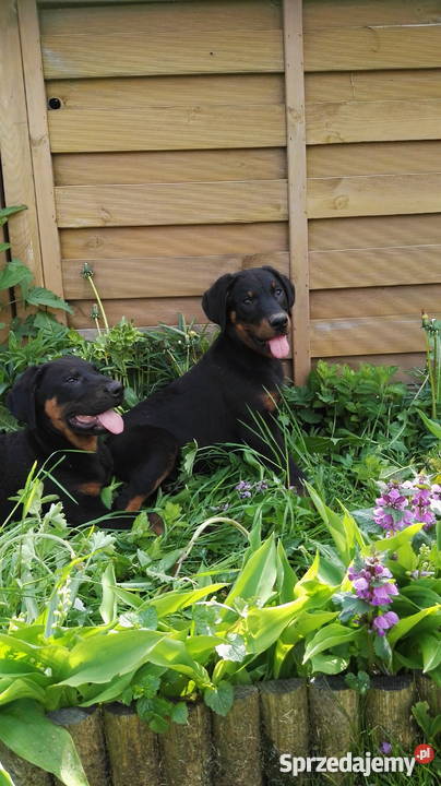 owczarek francuski beauceron wielkopolskie Pogorzela