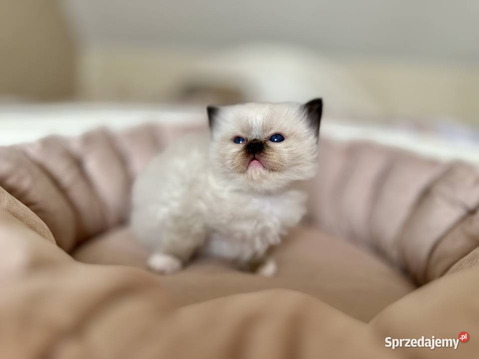 Kociątko rasy ragdoll Ragdoll