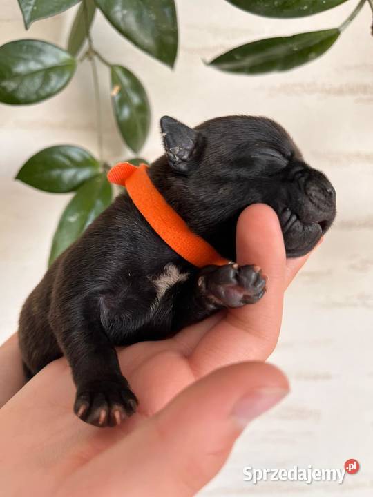 Staffordshire Bull Terrier Rymanów
