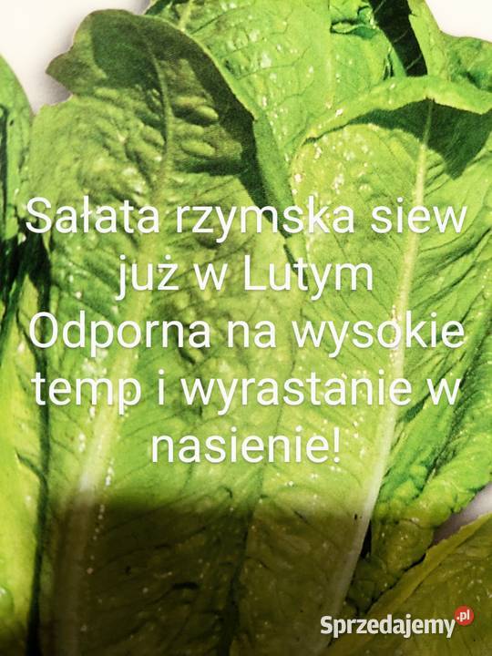 Sałata cykorię Świata siew już stycznia Nasiona Kraków