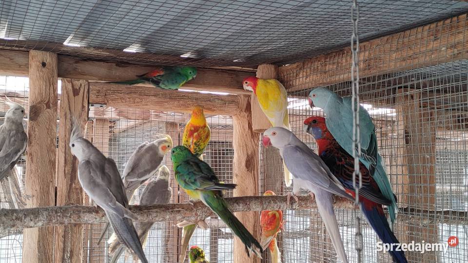 Aleksandretty i inne papugi mnichy Laski