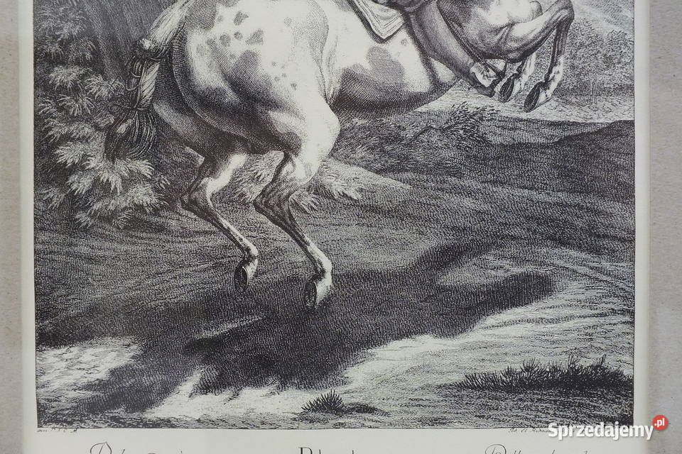 Johann Elias Ridinger Zestaw 2 miedziorytów 1734 Lubin