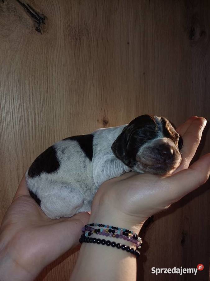 Płochacz niemiecki szczeniaki Gostyń