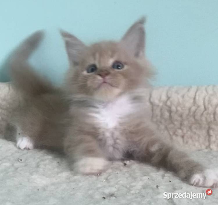 Maine Coon Śliczne kotki Maine Coon