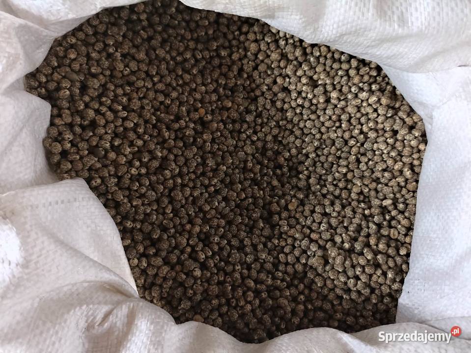 Łubin wąskolistny gorzki mazowieckie Wólka Łagowska