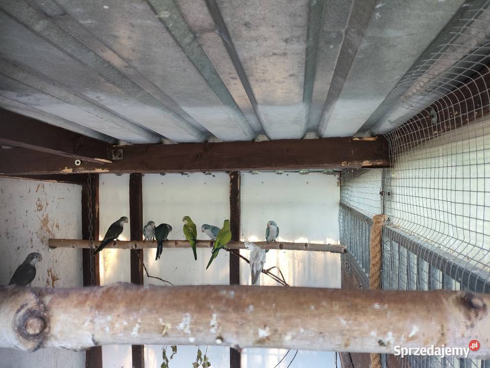 Mnichy nizinne różne mutacje Młode 2025 dorosłe Kalisz