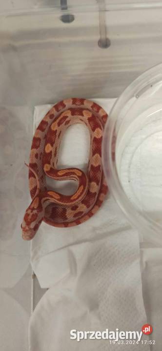 Wąż zbożowy Pantherophis guttatus młody alibinos Zwierzęta