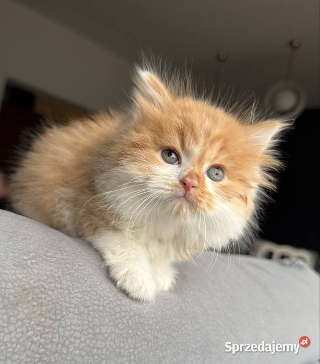 Brytyjski długowłosy krótkowłosy szylkret rudy Wrocław