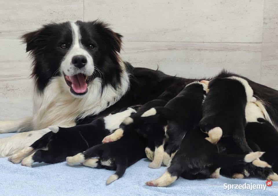Cudowny Border Collie blue merle pies z hodowli Pozostałe sprzedam