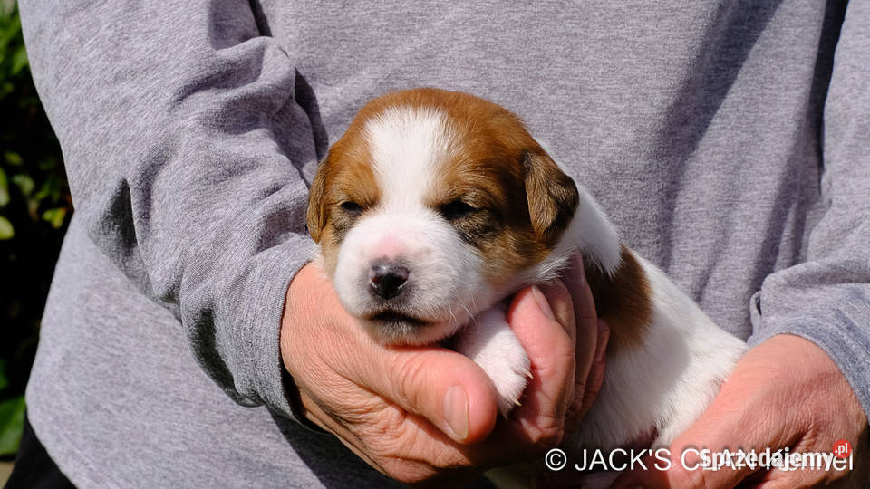 Jack Russell Terrier gładkowłosy ZKwP FCI Andrychów