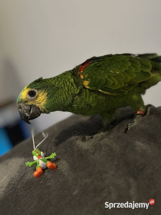 Amazonka niebieskoczelna ręcznie karmiona Katowice