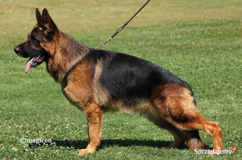Owczarek Niemiecki krótkowłosy piesek FCI