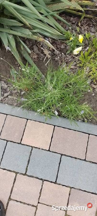 Sadzonka Lawenda wąskolistna niebieska Liściaste małopolskie Wieliczka