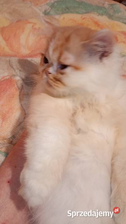 Kocięta persiki Ciechanowiec