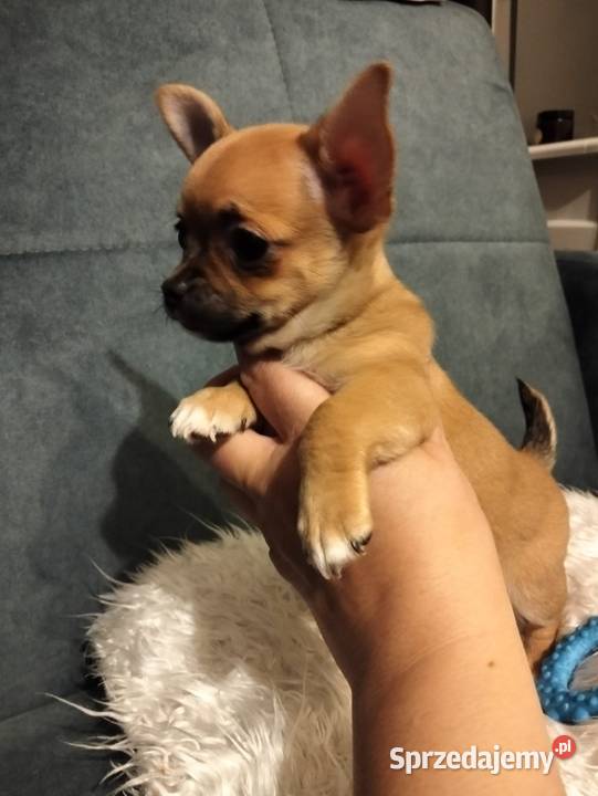 Biszkoptowa chihuahua