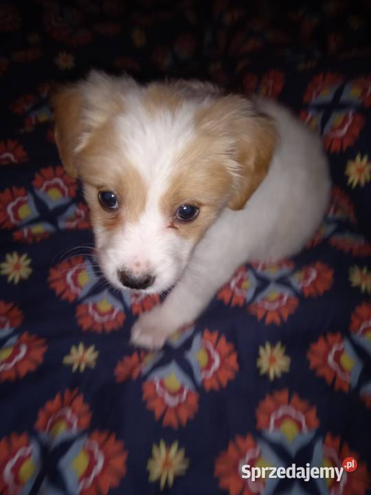 Szczeniak Jack Russell Terrier Pszczyna
