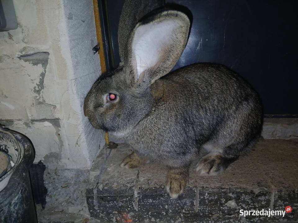 Samiec Rasy Belg Olbrzym Kamień