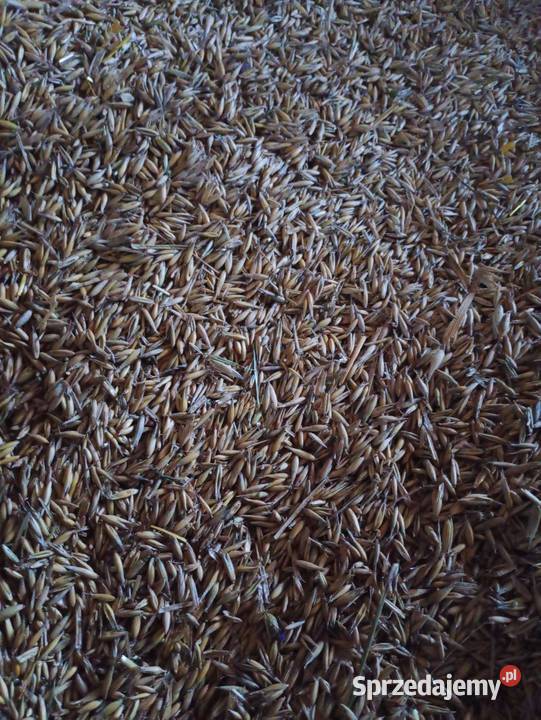 Sprzedam Owies Dębica sprzedam