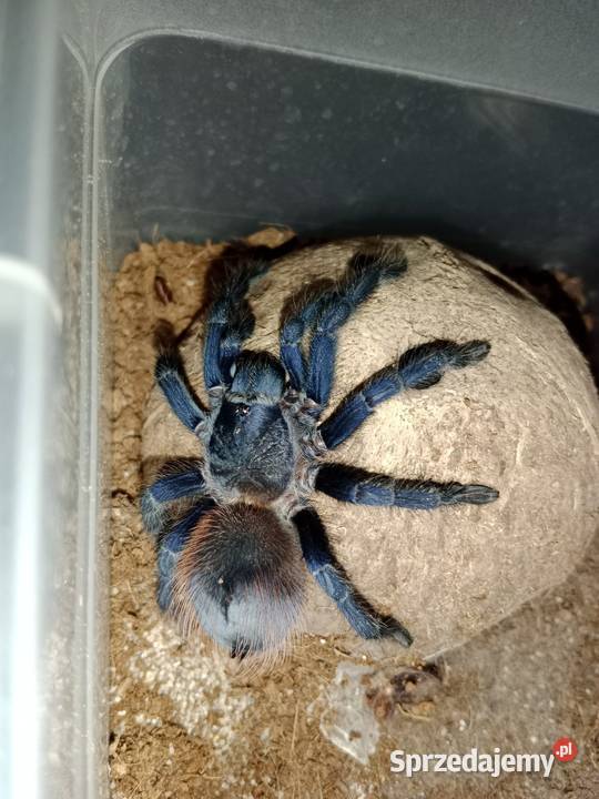 Lasiocyano expterinopelma sazimai ok 4dc Brodnica