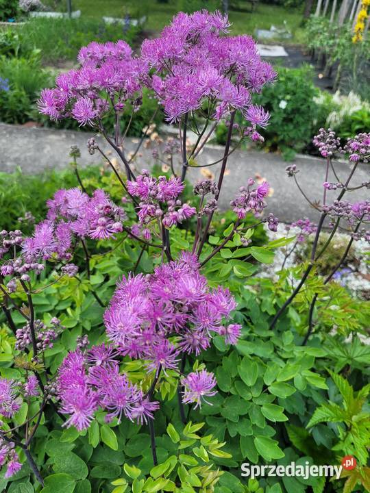 Działka rekreacyjna Wrocław