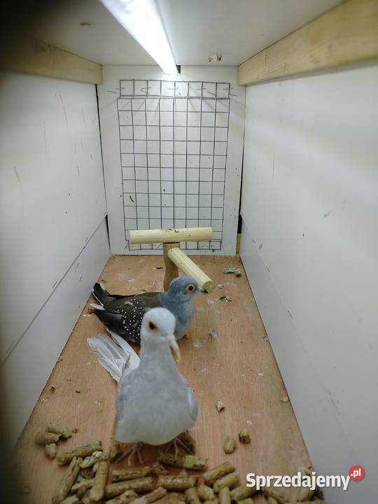 Gołąbki para 2025 Jarosław sprzedam