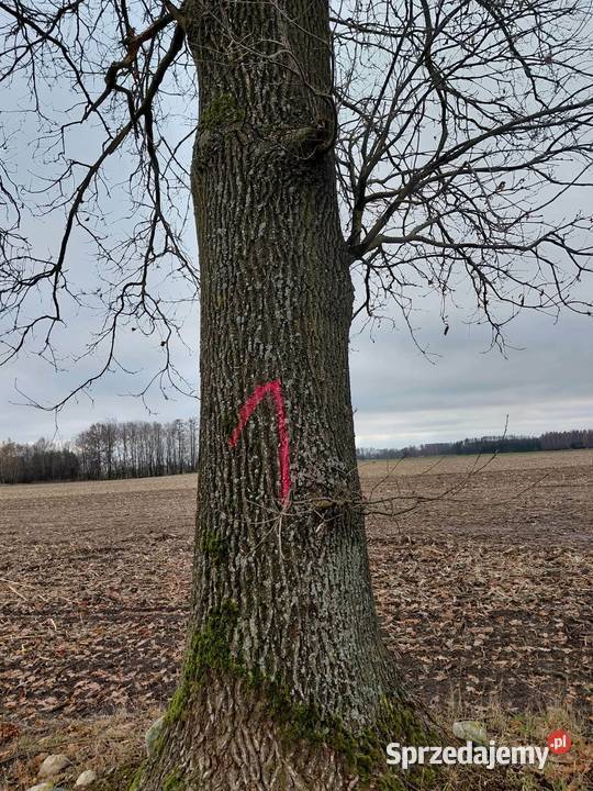 Sprzedam dąb drzewo na pniu Leśnictwo Pułtusk