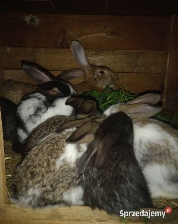 Króliki króliki wielkopolskie Kościan