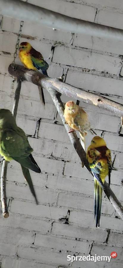 Swiergotki legowe Szlichtyngowa